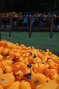 duck fans