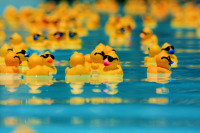 ducky 4