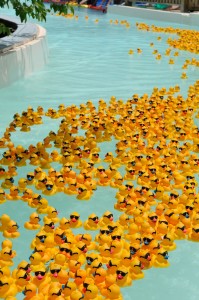 Floating DucksED